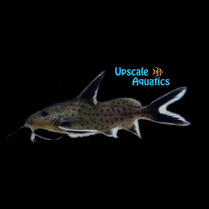 Synodontis Piedratus (Synodontis hybrid)