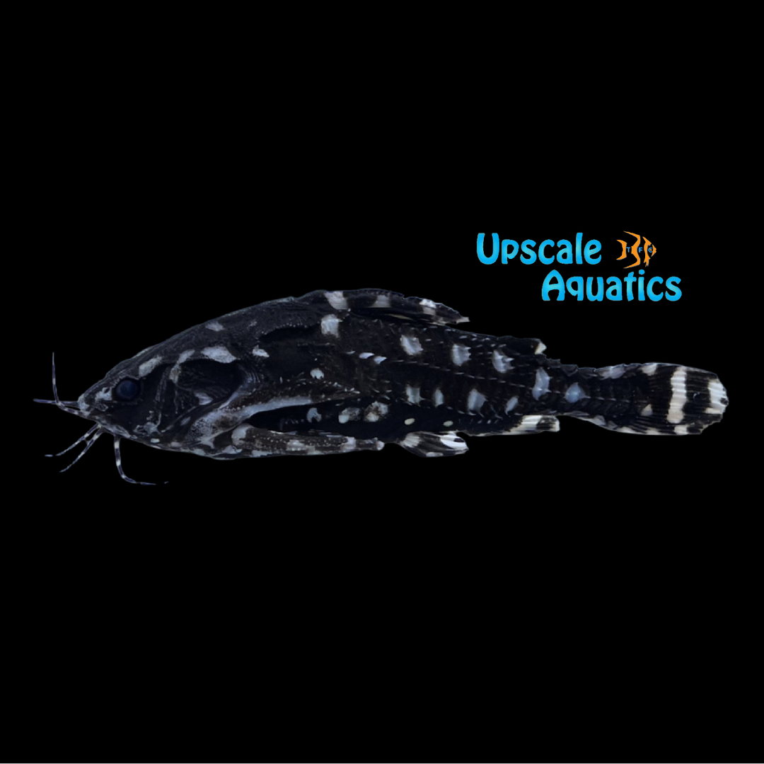 Spotted Raphael Catfish (Agamyxis pectinifrons)