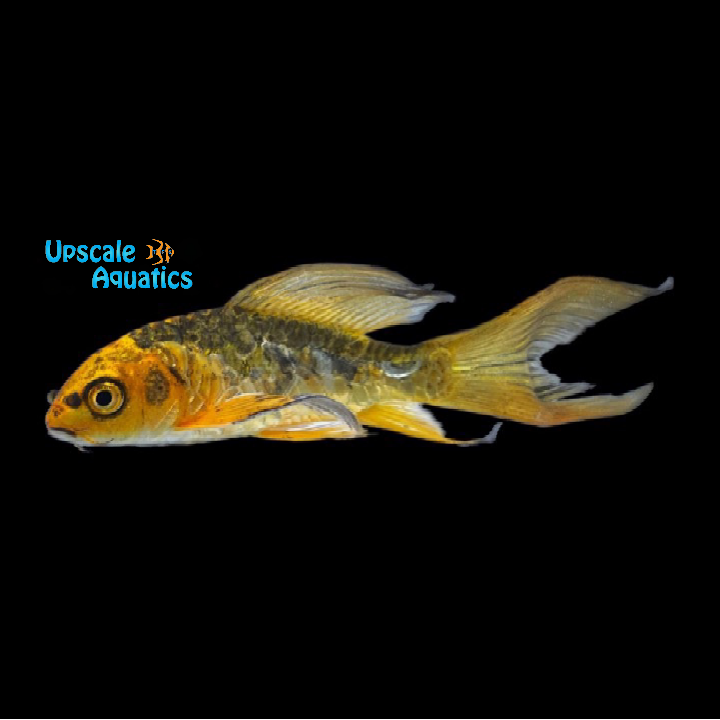 Assorted Butterfly Koi (Cyprinus sp.)