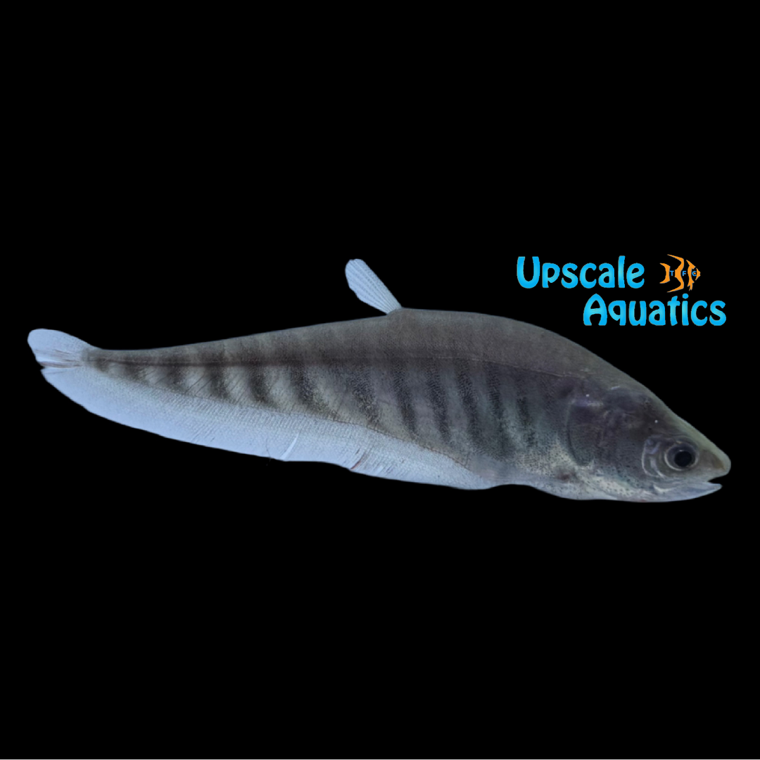 Tiger Clown Knifefish (Chitala ornata var.)