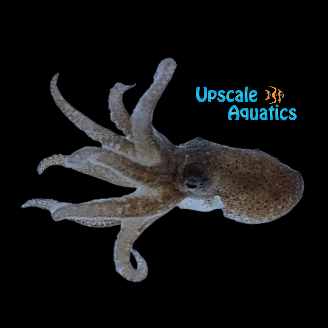 Caribbean Dwarf Octopus (Octopus mercatoris)