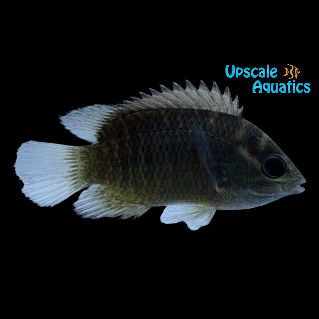 Malabar Leaffish (Pristolepis marginatus)