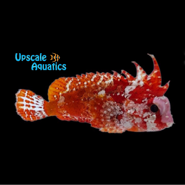 Pygmy Red Rooster Waspfish (Paracentropogon zonatus)