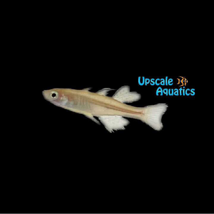 Delicate Blue Eye Rainbowfish (Pseudomugil tenellus)