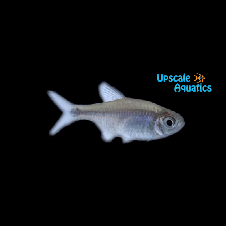Bahia Black Diamond Tetra (Hyphessobrycon negodagua)