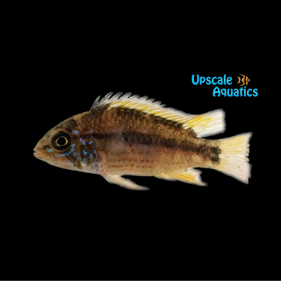 Apisto. Melgar (Apistogramma sp. Melgar)