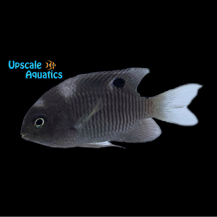 Dusky Damsel (Stegastes adustus)