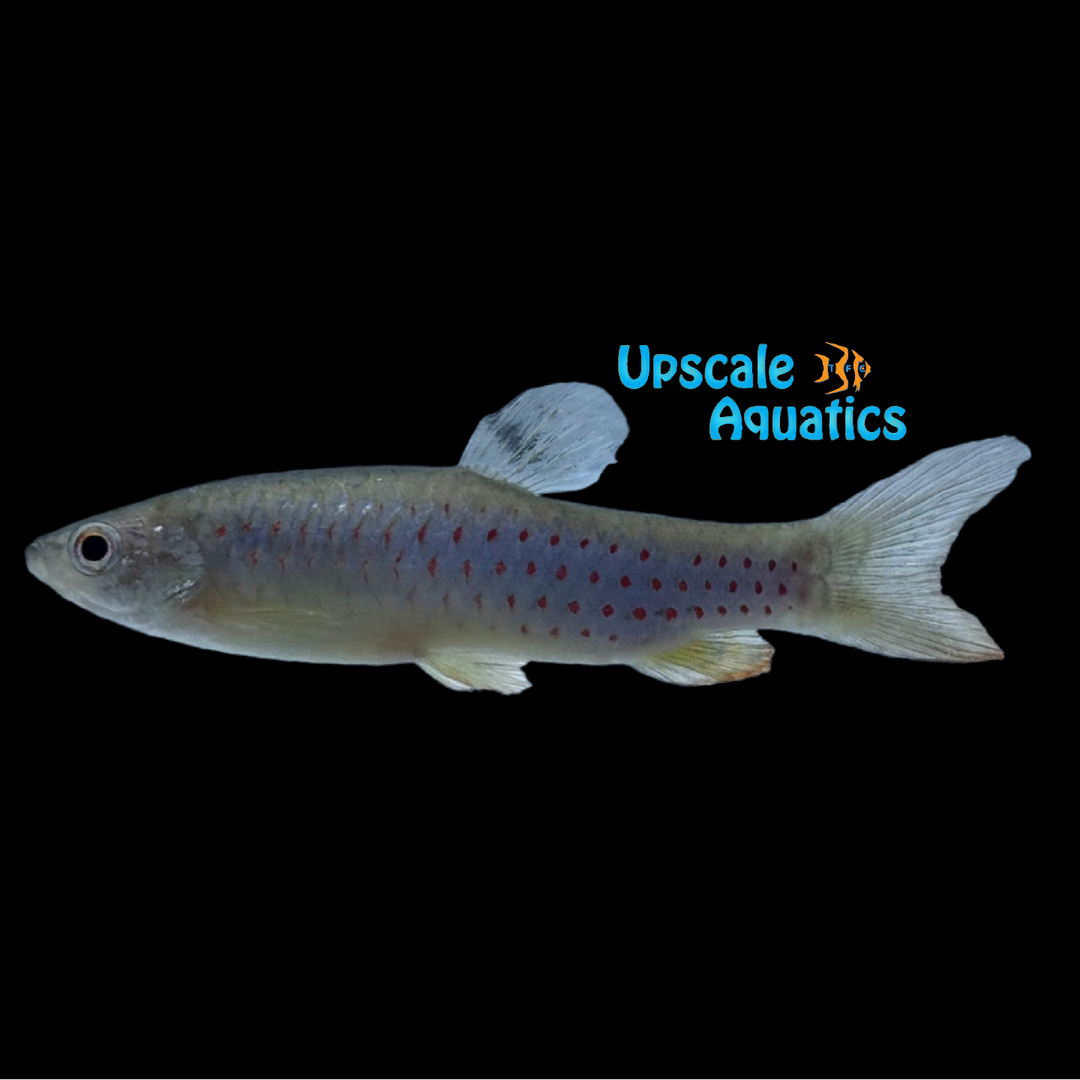 Red Spotted Splash Tetra (Copeina guttata)