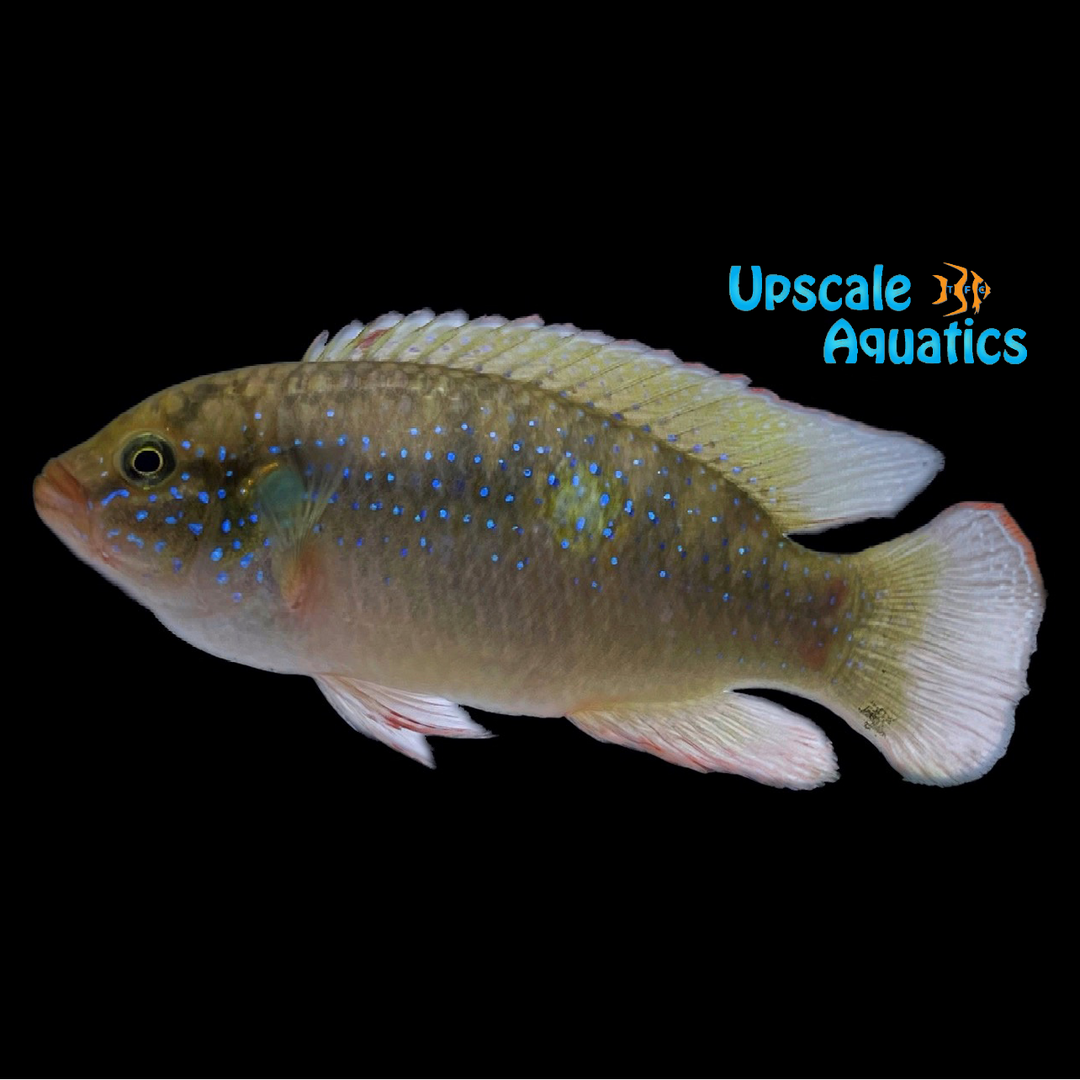 Jewel Cichlid (Hemichromis bimaculatus)
