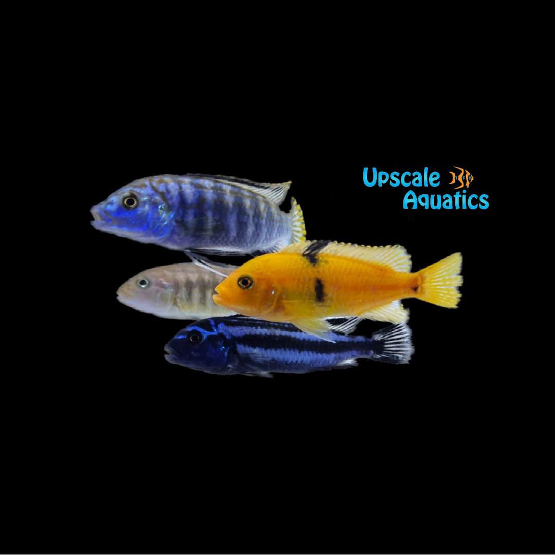 Assorted Mbuna Cichlid (Pseudotropheus sp.)