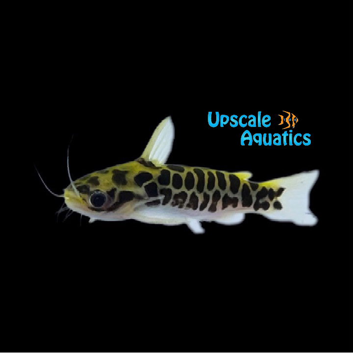 Honeycomb Tatia Catfish (Centromochlus perugiae)