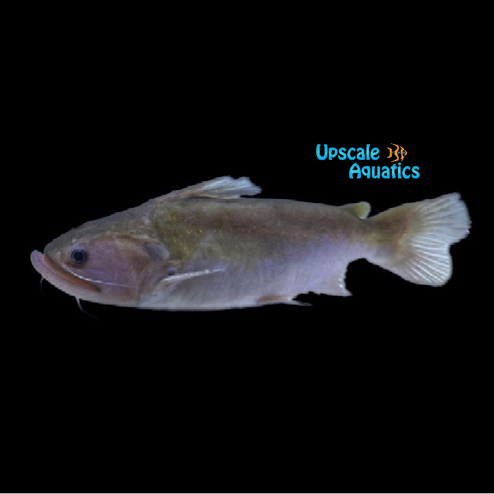 Gulper Catfish (Asterophysus batrachus)