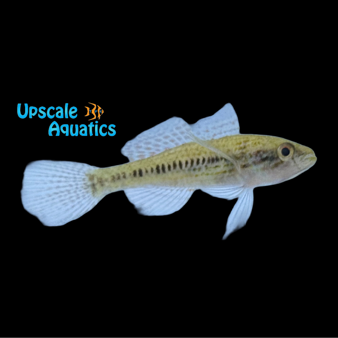 Clay Sleeper Goby (Dormitator lebretonis)