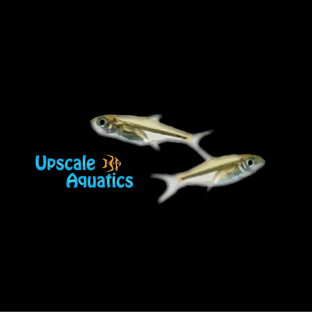 Green Kubotai Rasbora (Microdevario kubotai)