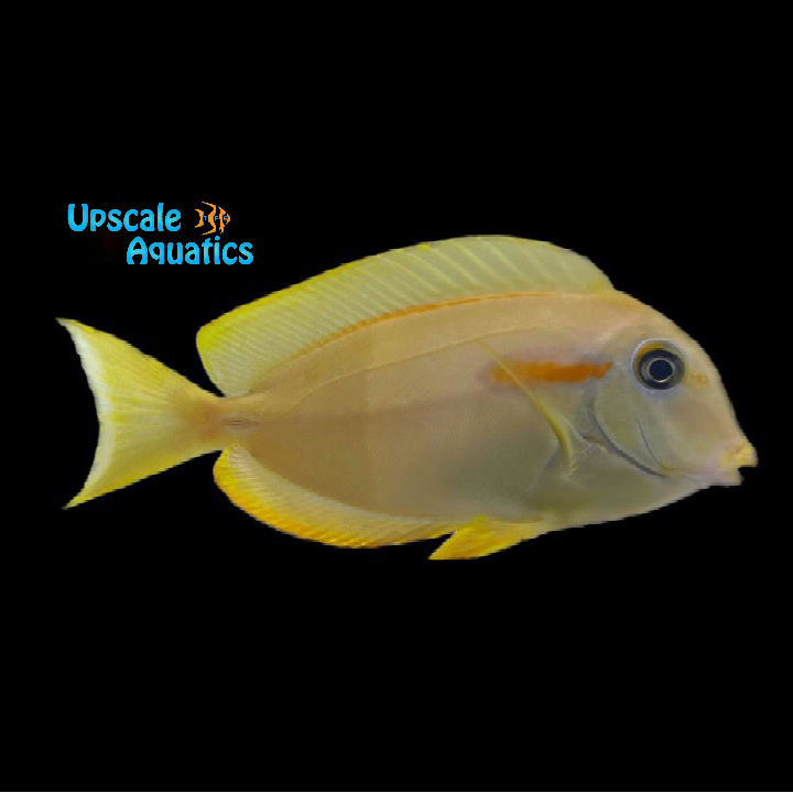 Orange Shoulder Tang - Juvenile (Acanthurus olivaceus)