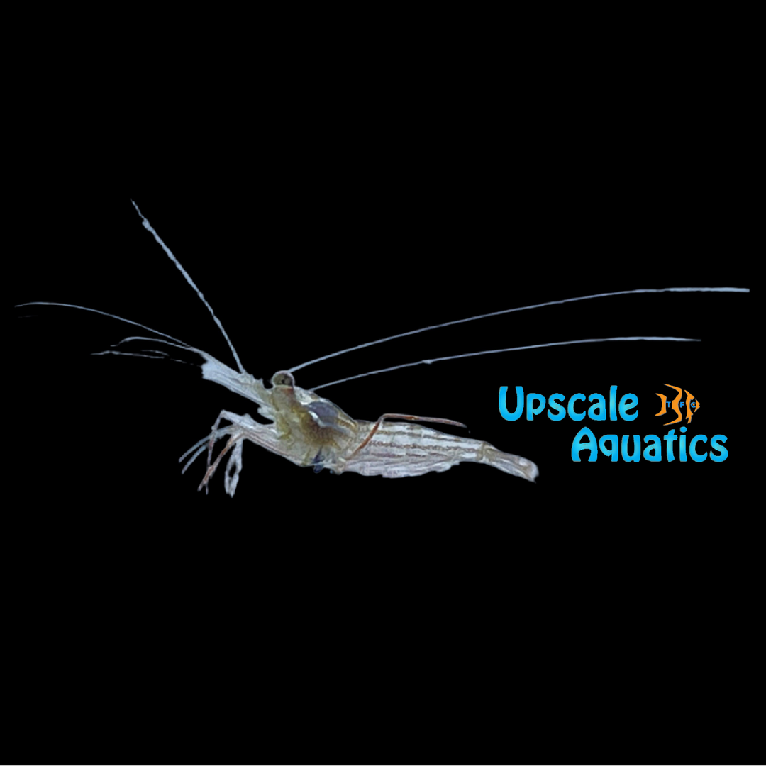 Junda Lin's Peppermint Shrimp - Captive Bred (Lysmata jundalini)