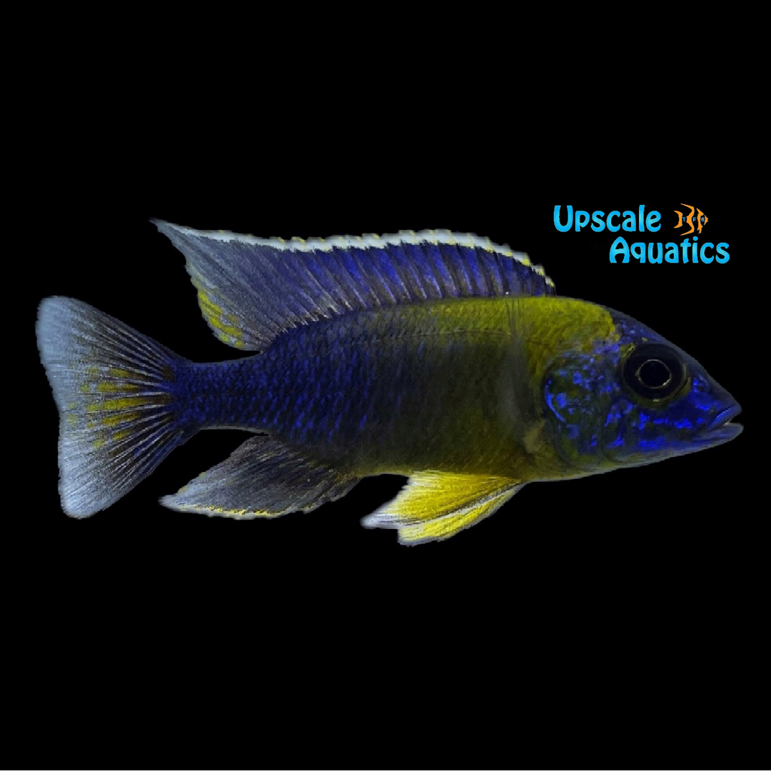 Bicolor Peacock (Aulonocara stuartgranti 'Maulana')