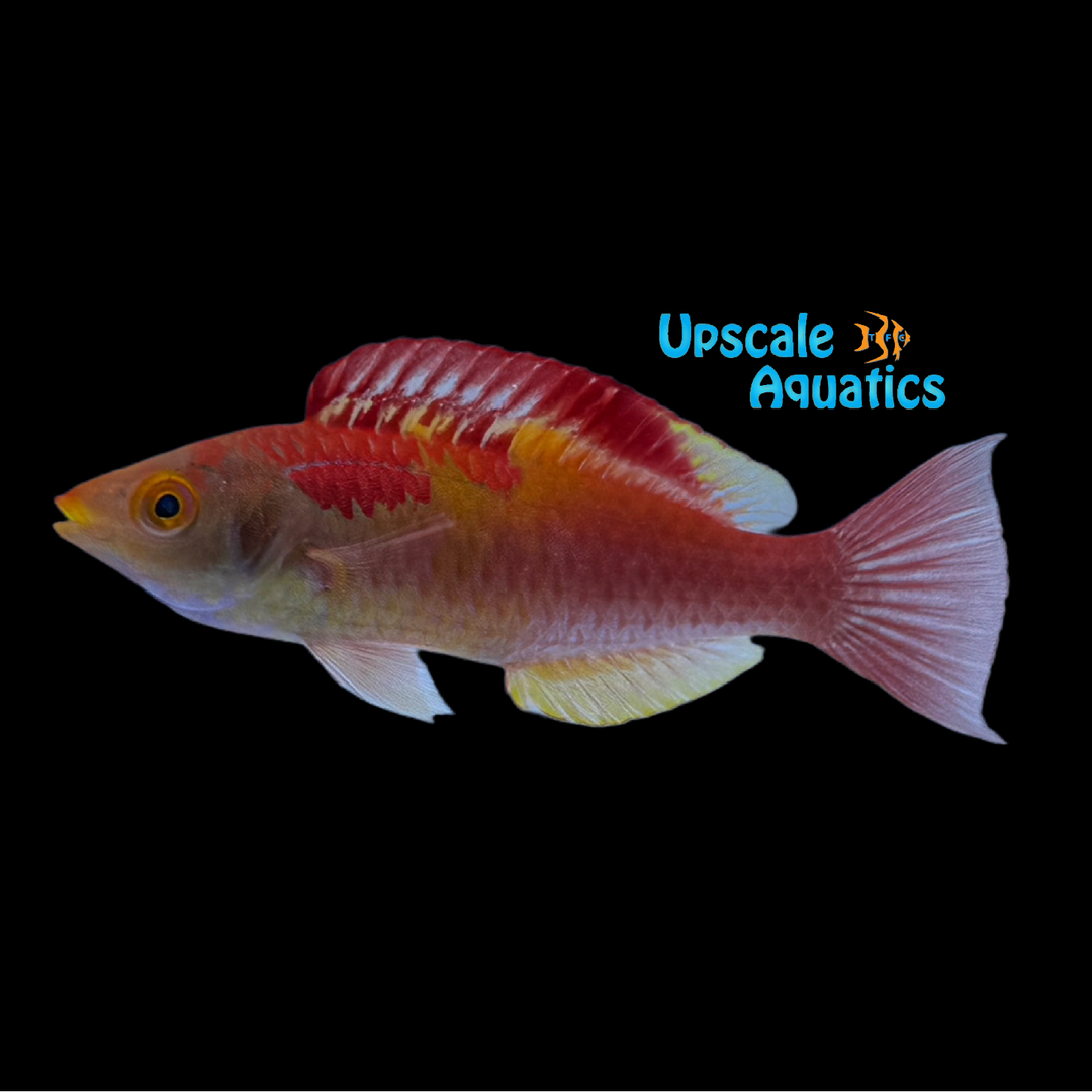 Koi Fairy Wrasse (Cirrhilabrus adornatus)