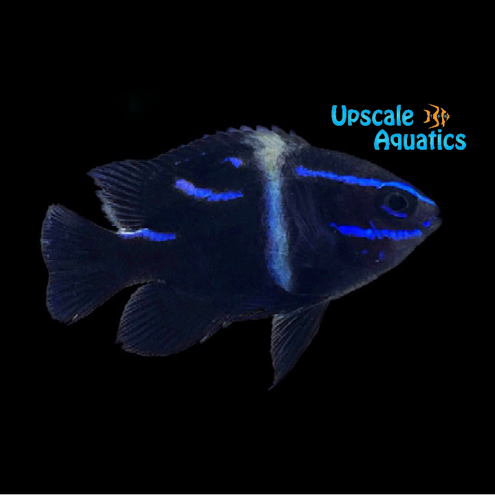Neon Velvet Damsel (Neoglyphidodon oxyodon)
