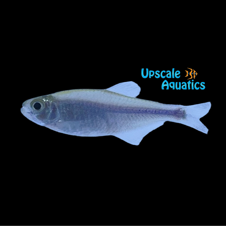 Cochu's Blue Tetra (Boehlkea fredcochui)