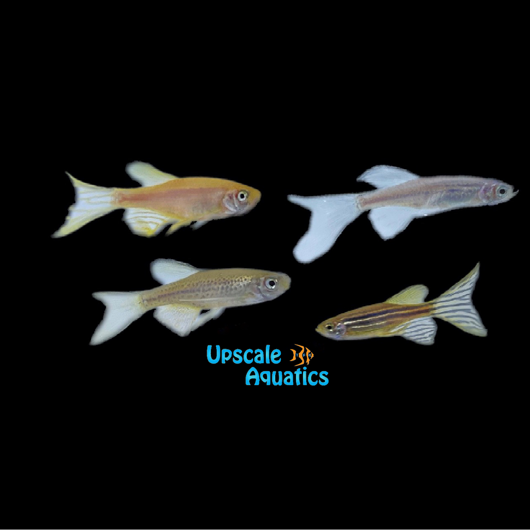 Assorted Longfin Danio (Brachydanio sp.)