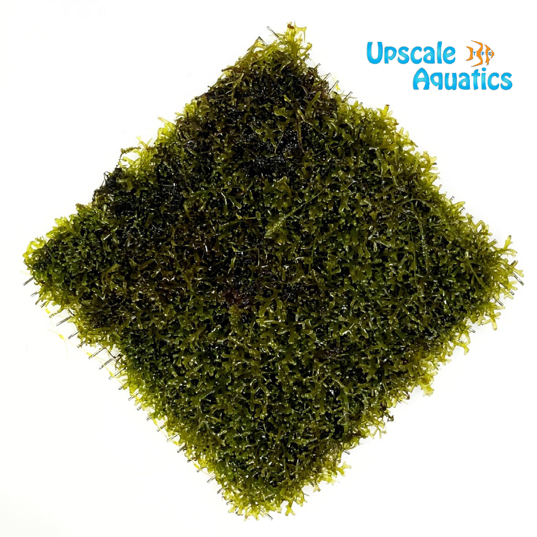 Coral Moss - Mini Pellia (Riccardia chamedryfolia)
