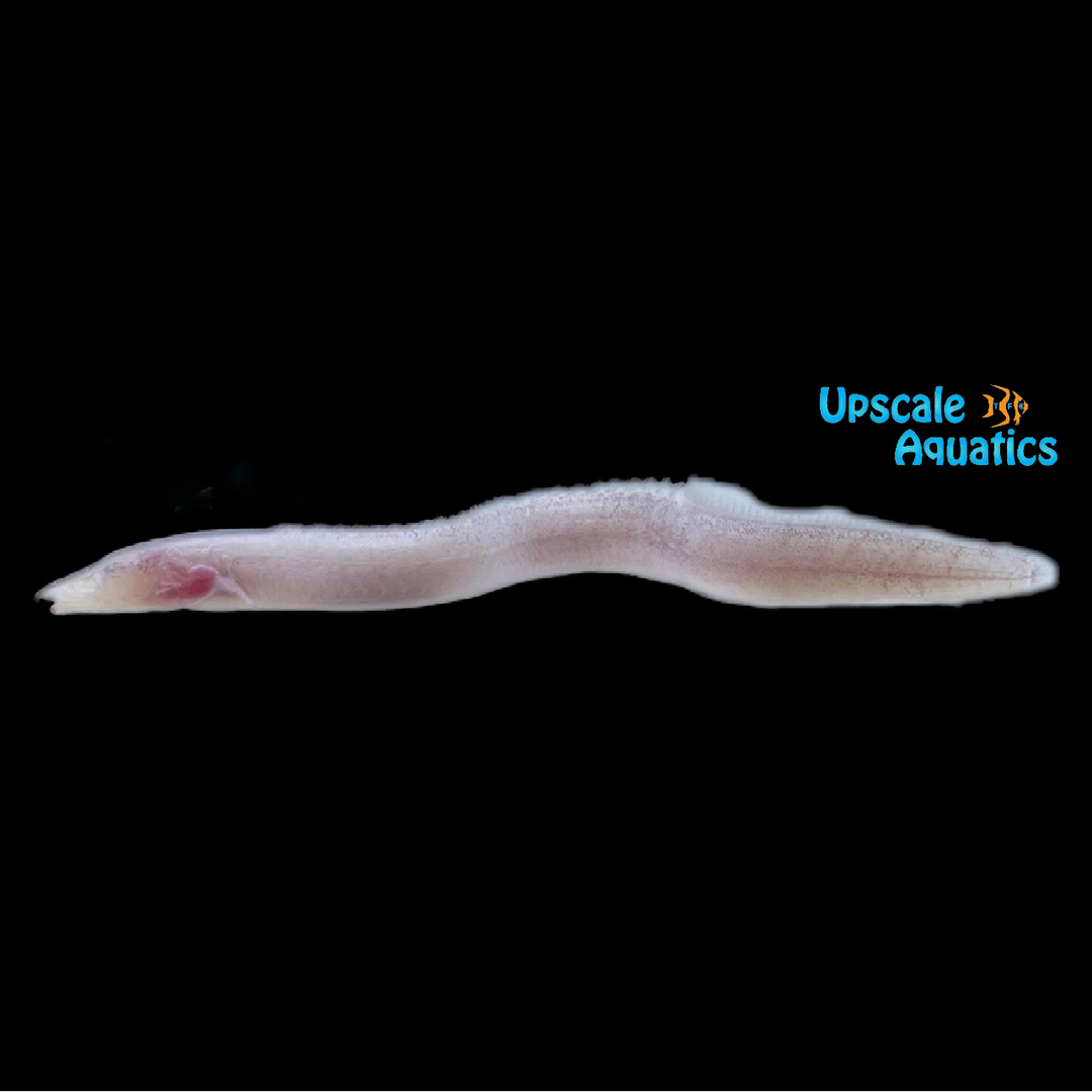 Blind Congo Spiny Eel (Caecomastacembelus brichardi)