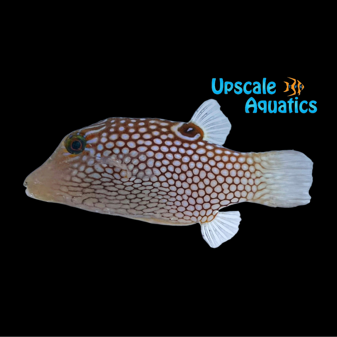 Honeycomb Toby Puffer (Canthigaster janthinoptera)