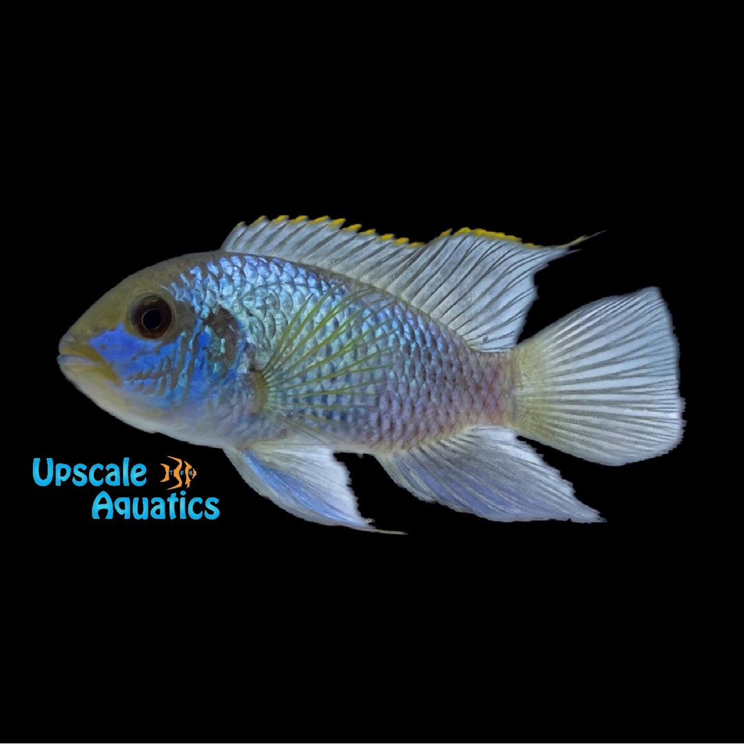 Electric Blue Acara (Andinoacara pulcher)