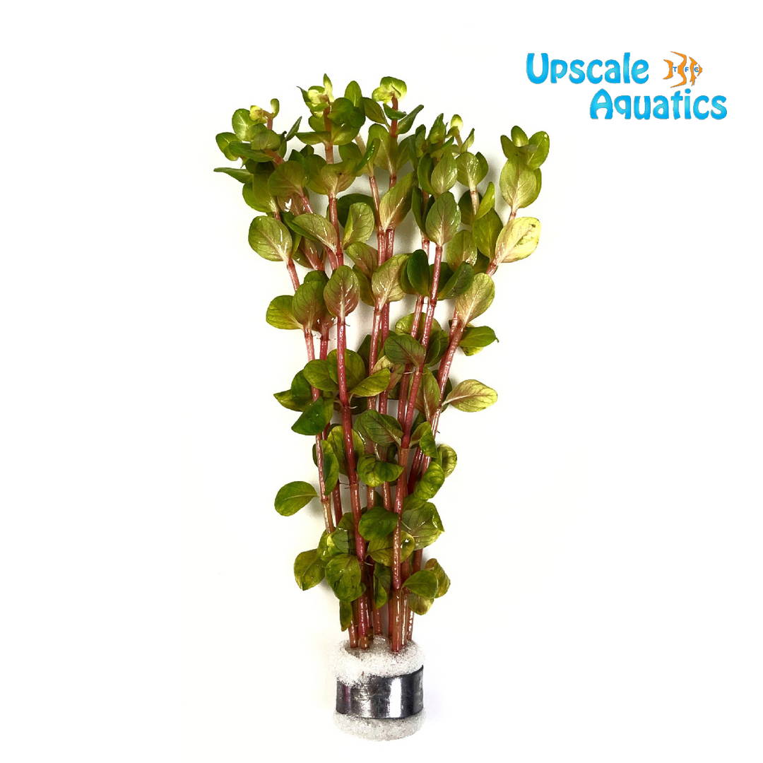 Blood Red Rotala (Rotala rotundifolia blood red)