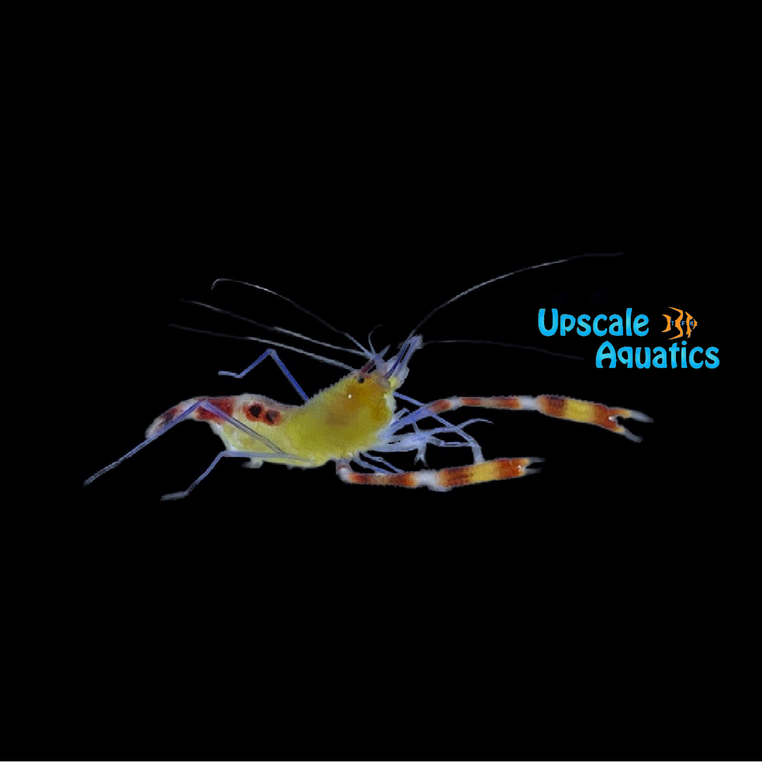 Yellow Coral Banded Shrimp (Stenopus cyanoscelis)