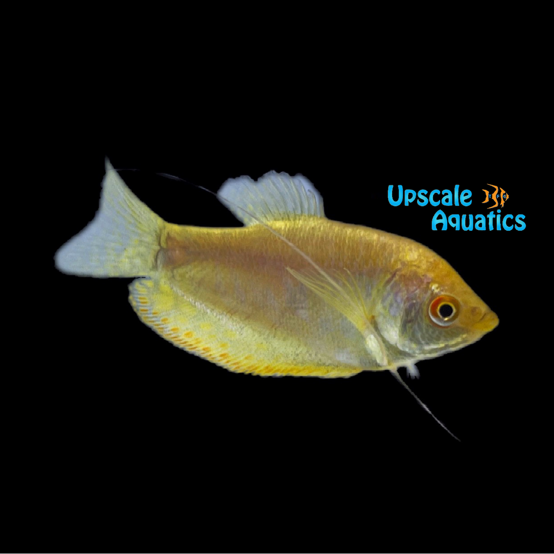 Gold Gourami (Trichogaster trichopterus gold)