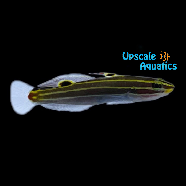 Hector's Goby (Koumansetta hectori)