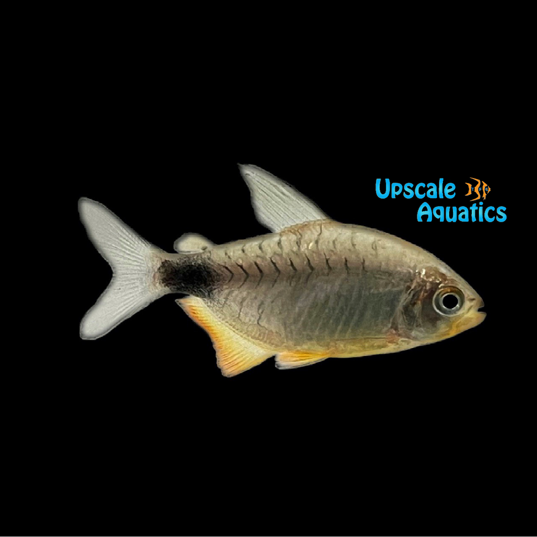 Xingu Kitty Tetra (Hyphessobrycon heliacus xingu)