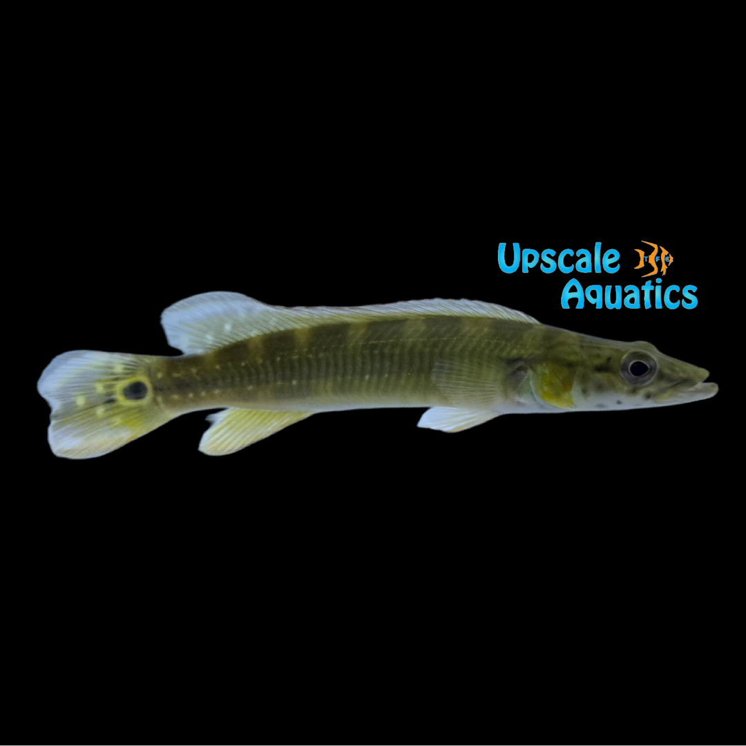 Cobra Pike Cichlid (Crenicichla sp.)