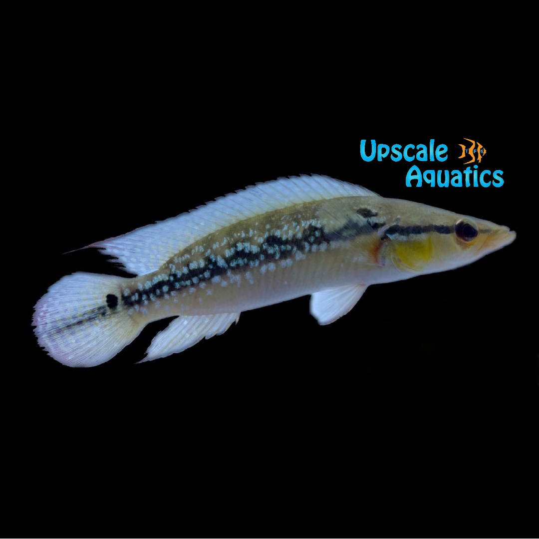 Jewel Pike Cichlid (Crenicichla frenata)
