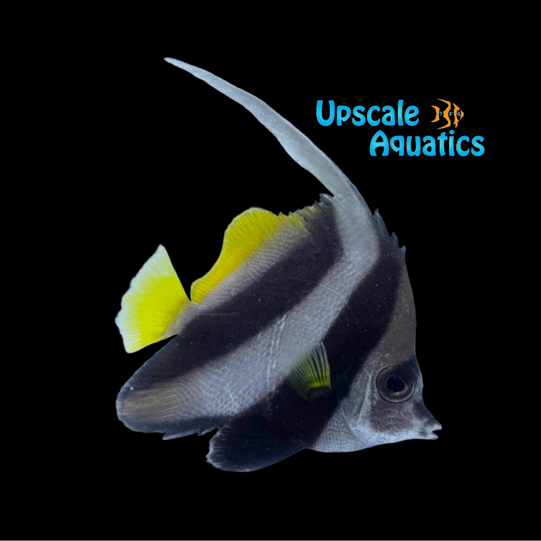 Schooling Bannerfish (Heniochus diphreutes)