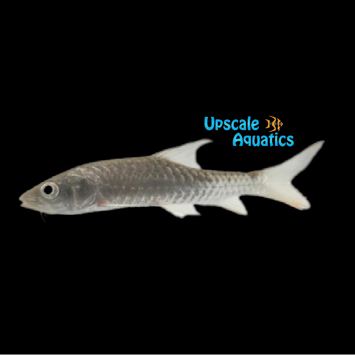 Himalayan Sharpnose Mahseer (Tor putitora)