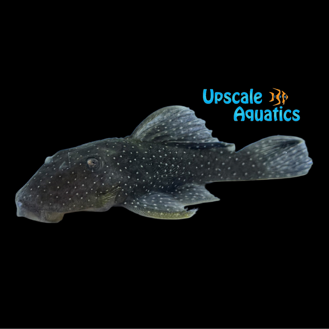 Peppermint Pleco L031 (Parancistrus nudiventris)