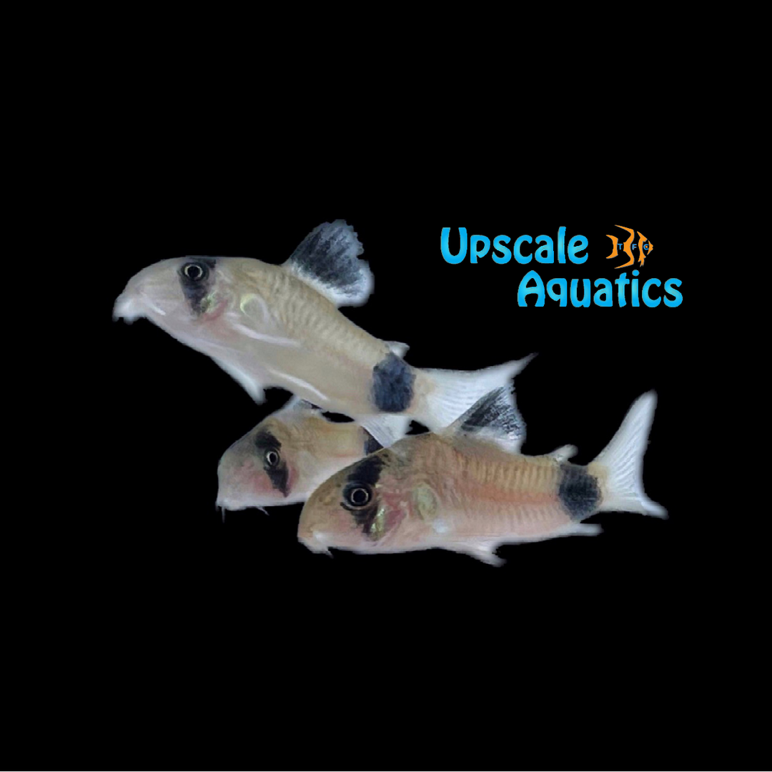 Panda Cory (Corydoras panda)