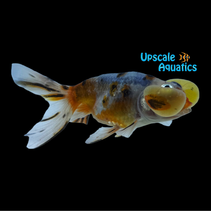 Assorted Bubble Eye Goldfish (Carassius auratus)