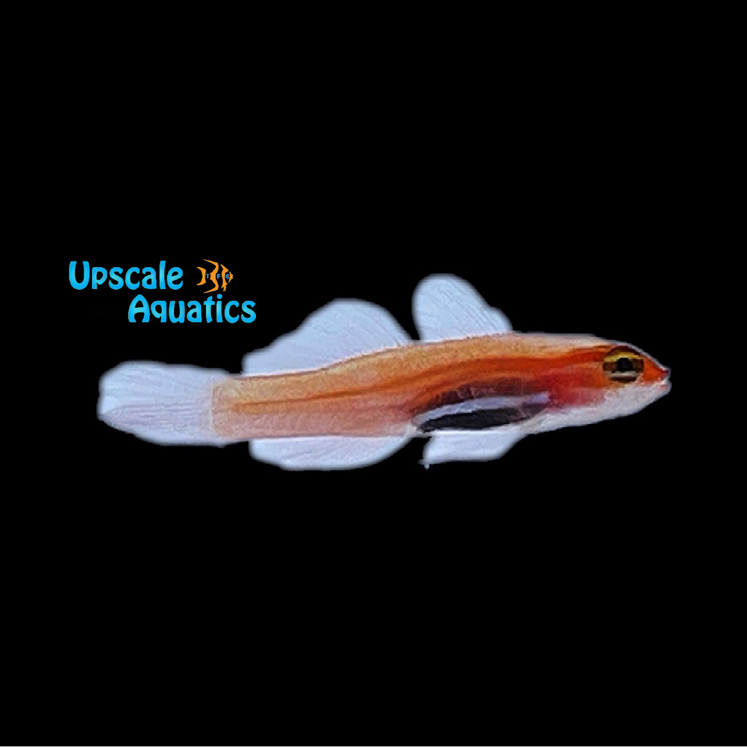 Gold Neon Pygmy Goby (Eviota atriventris)