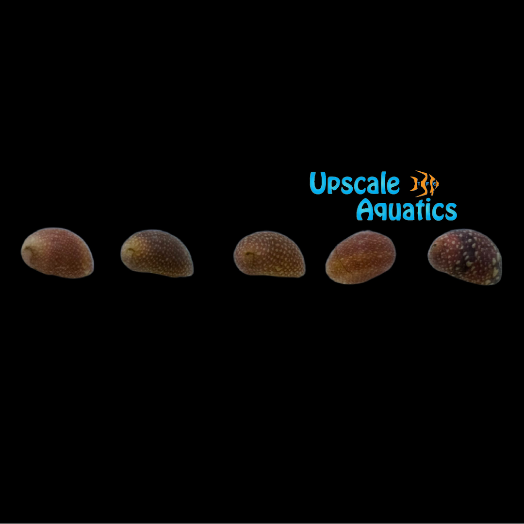 Red Pumpkin Nerite Snail (Neritina sp.)