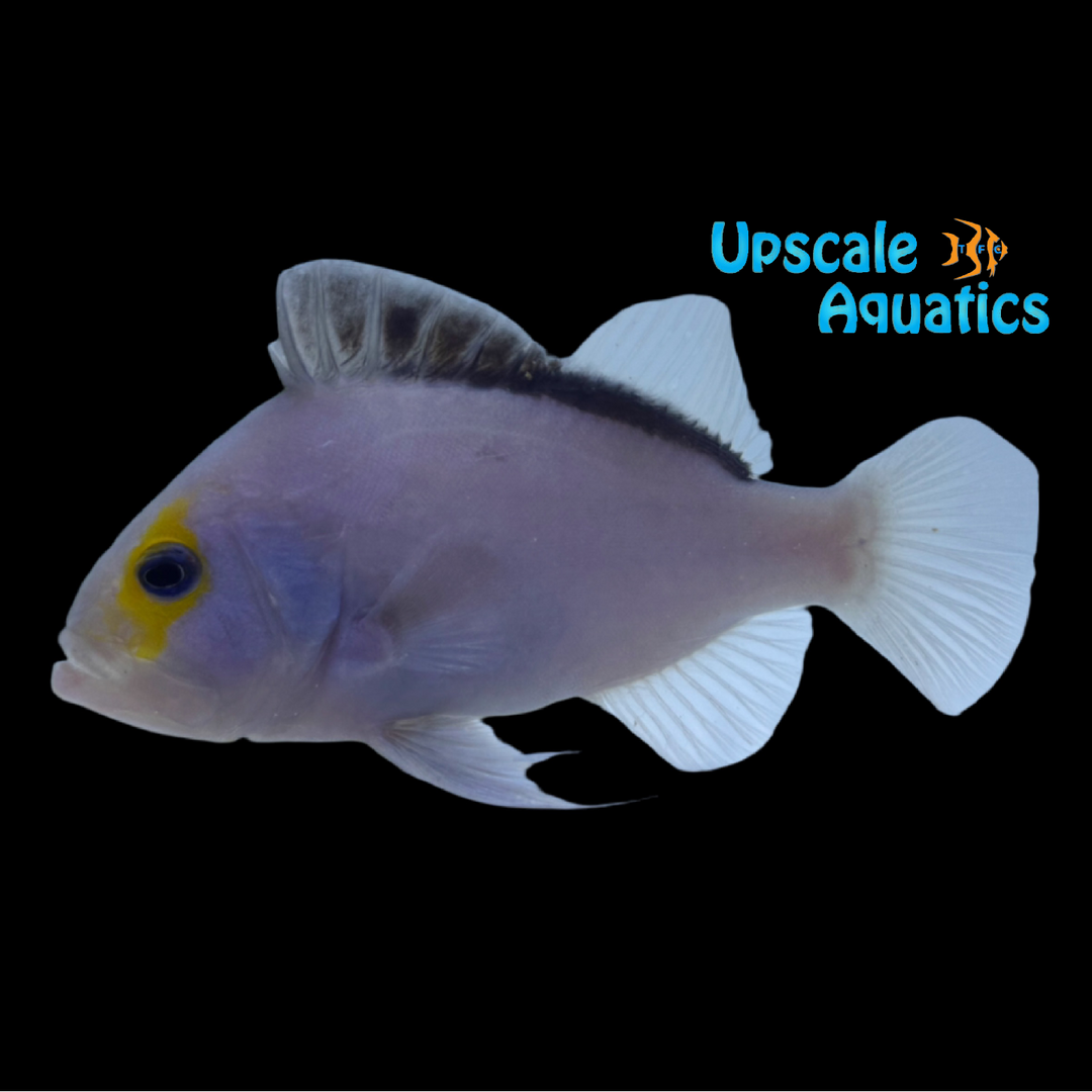 Red Sea Yellowfin Soapfish (Diploprion drachi)
