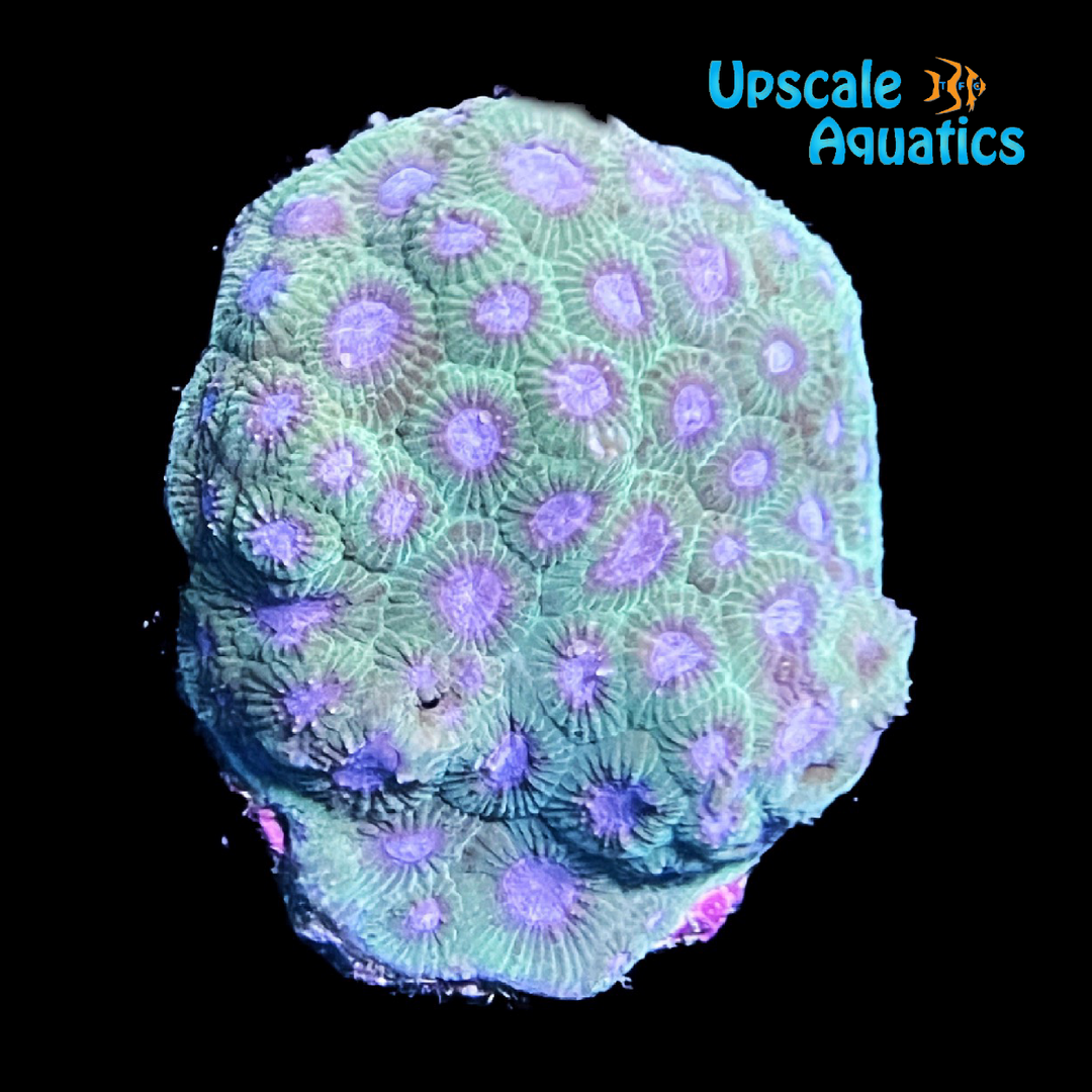 Honeycomb Brain Coral - Aquacultured (Diploastrea heliopora)