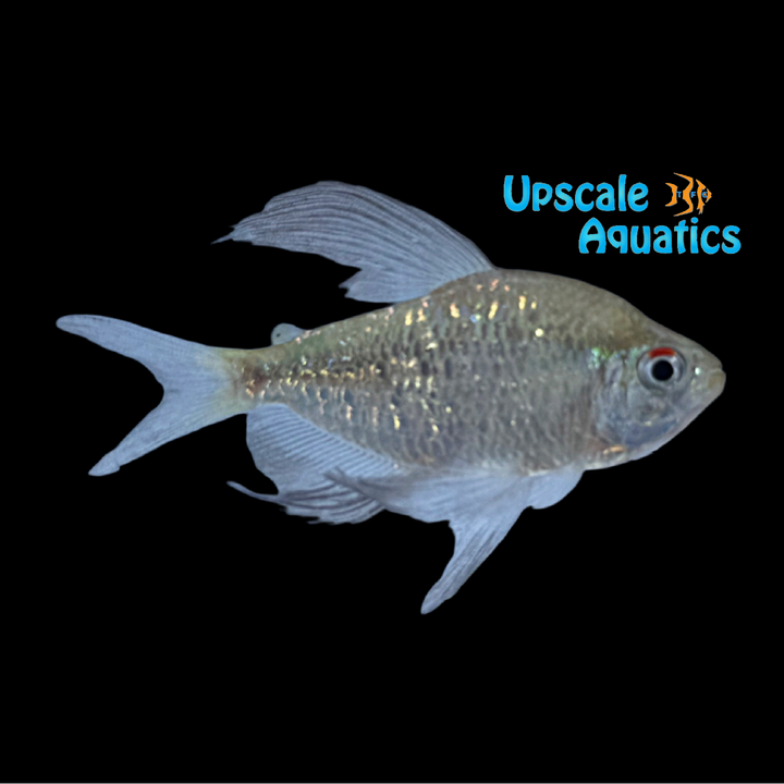 Diamond Tetra (Moenkhausia pittieri)