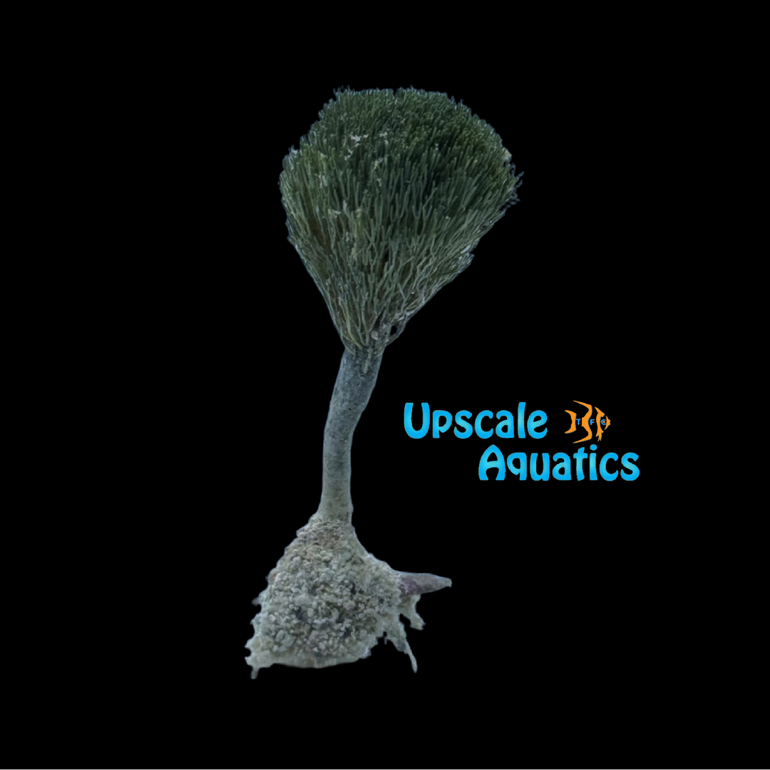 Pom Pom Macroalgae (Peniicillus sp.)