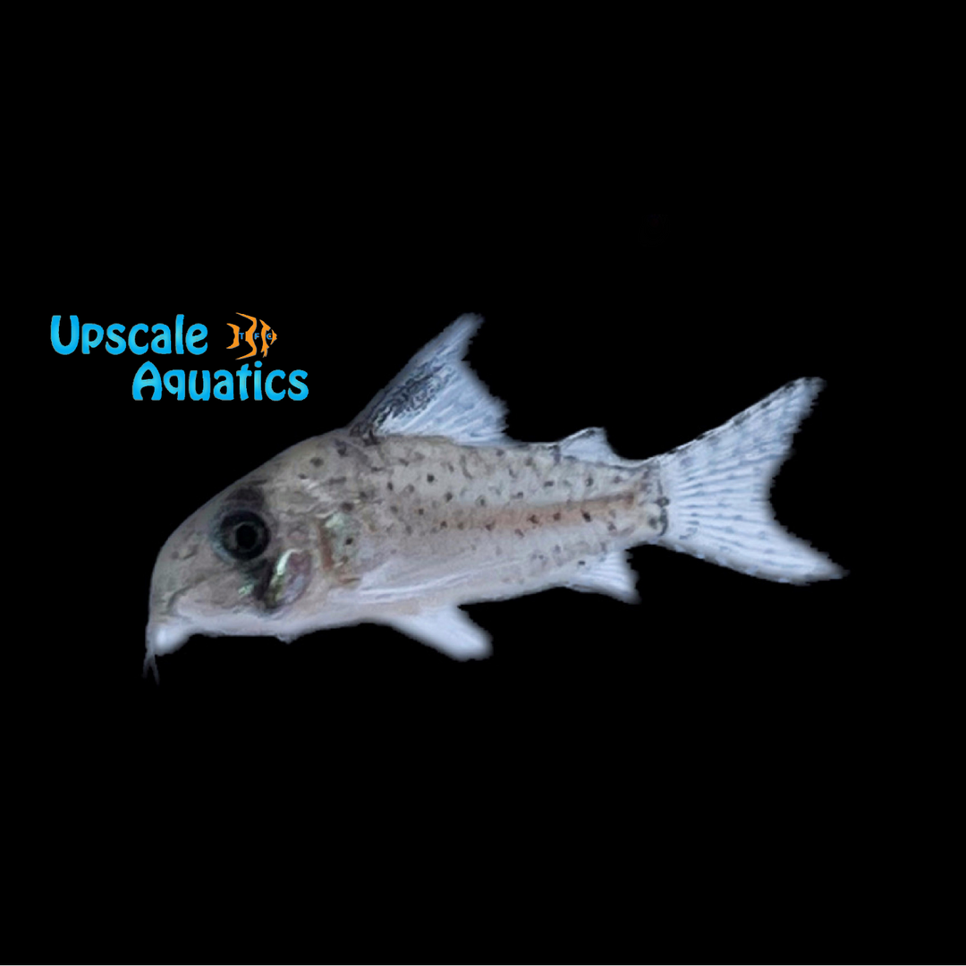 Kanei Cory (Corydoras kanei)
