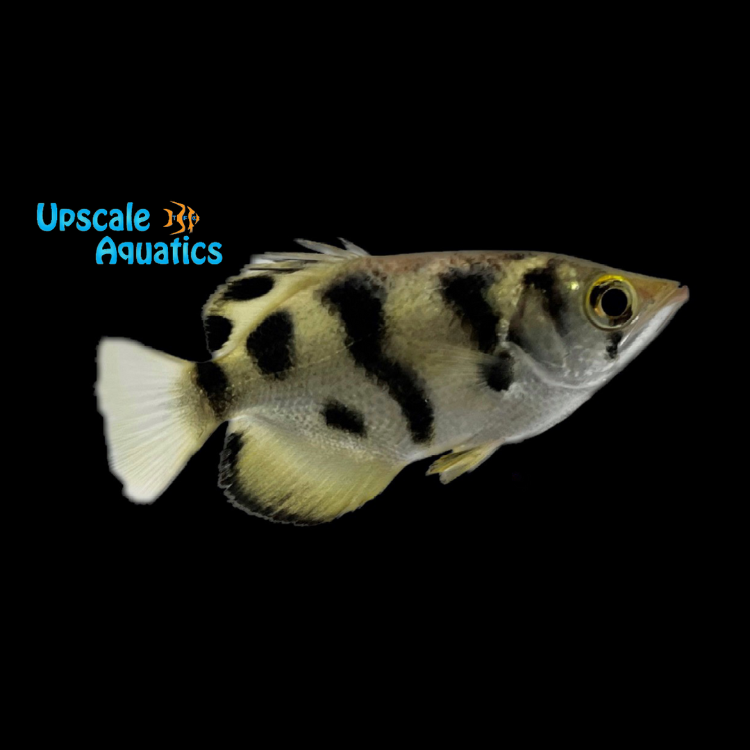 Smallscale Archerfish (Toxotes microlepis)