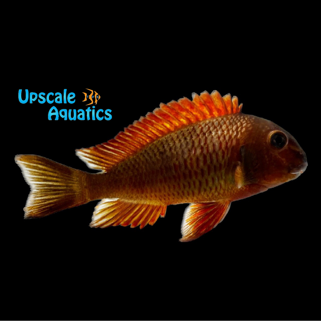 Golden Kazumbra Tropheus - Wild (Tropheus moorii 'Golden Kazumba')